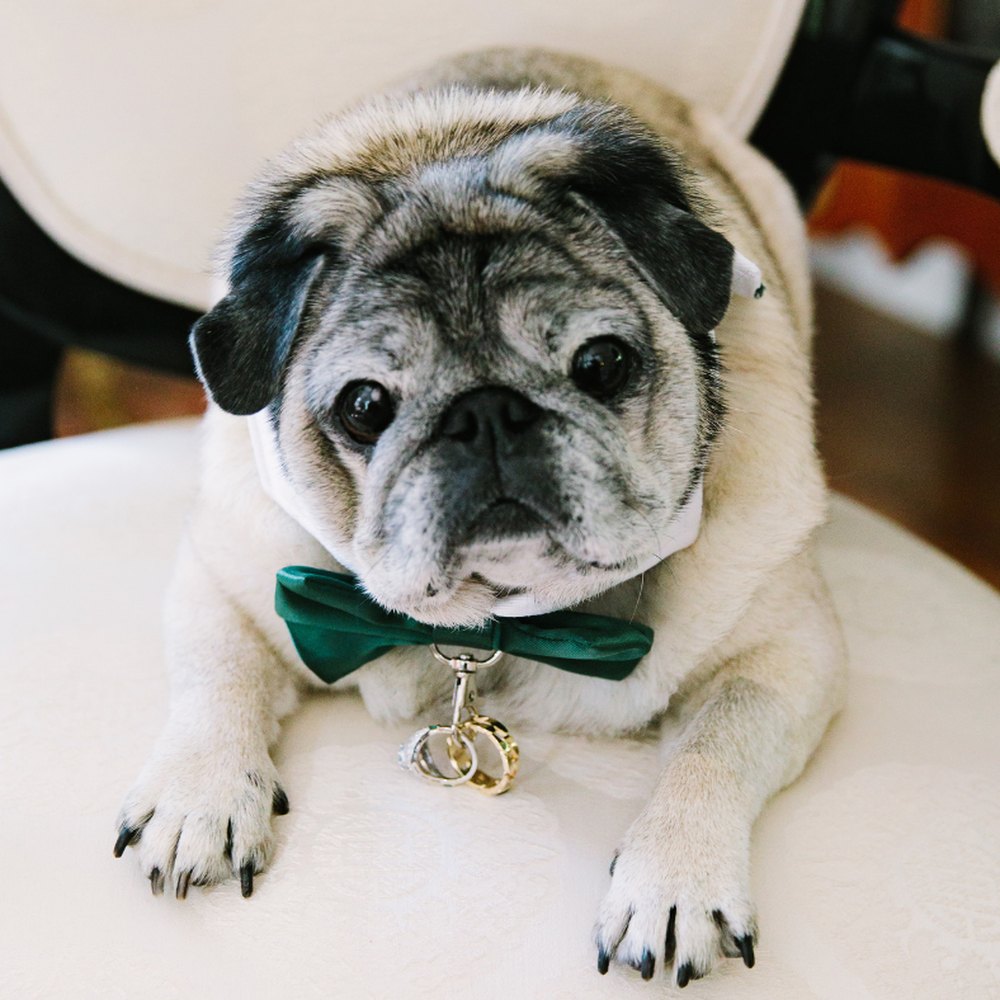 Bogart as a senior pug wearing a green bow tie