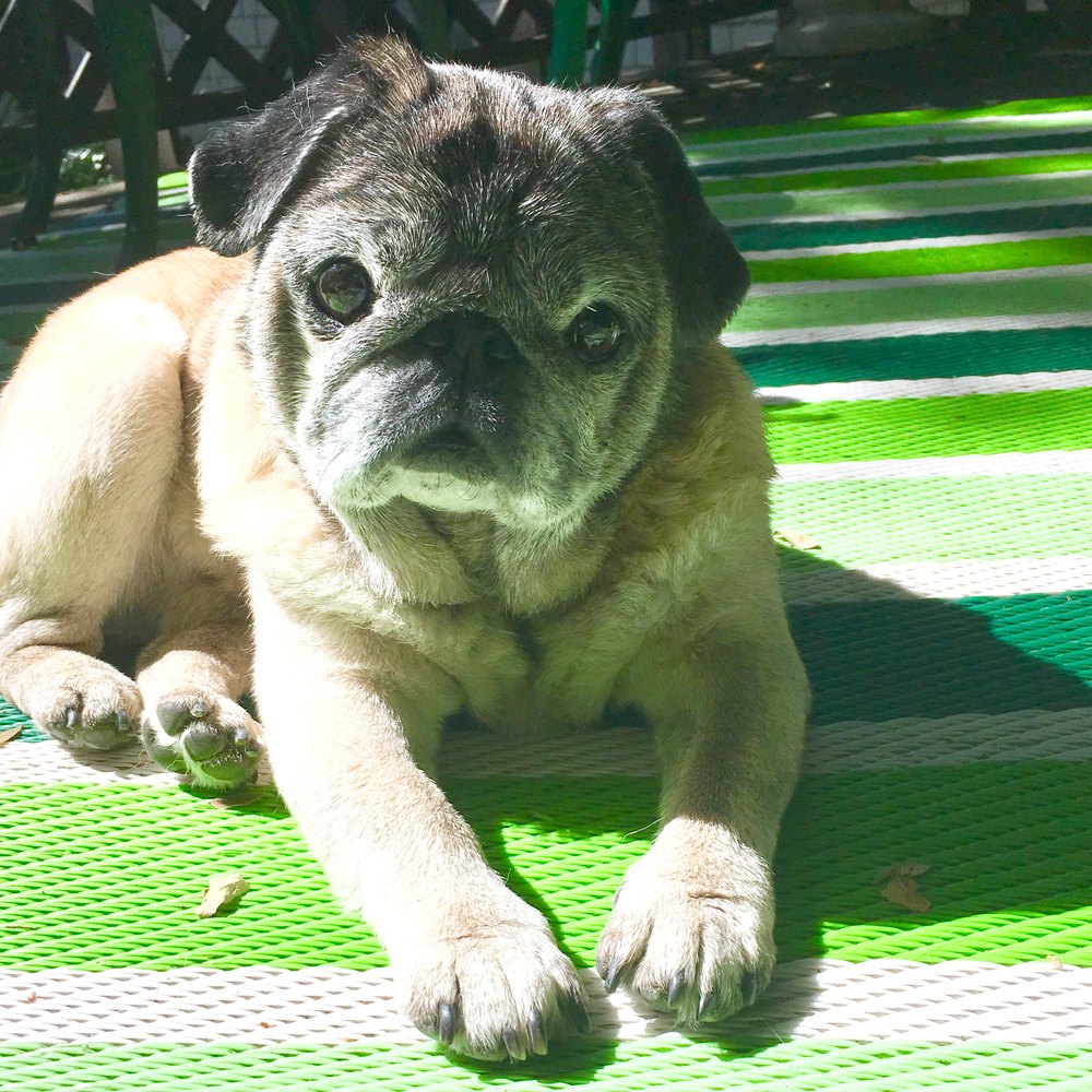 Photograph of Bogart, a senior fawn pug, resting in the sun